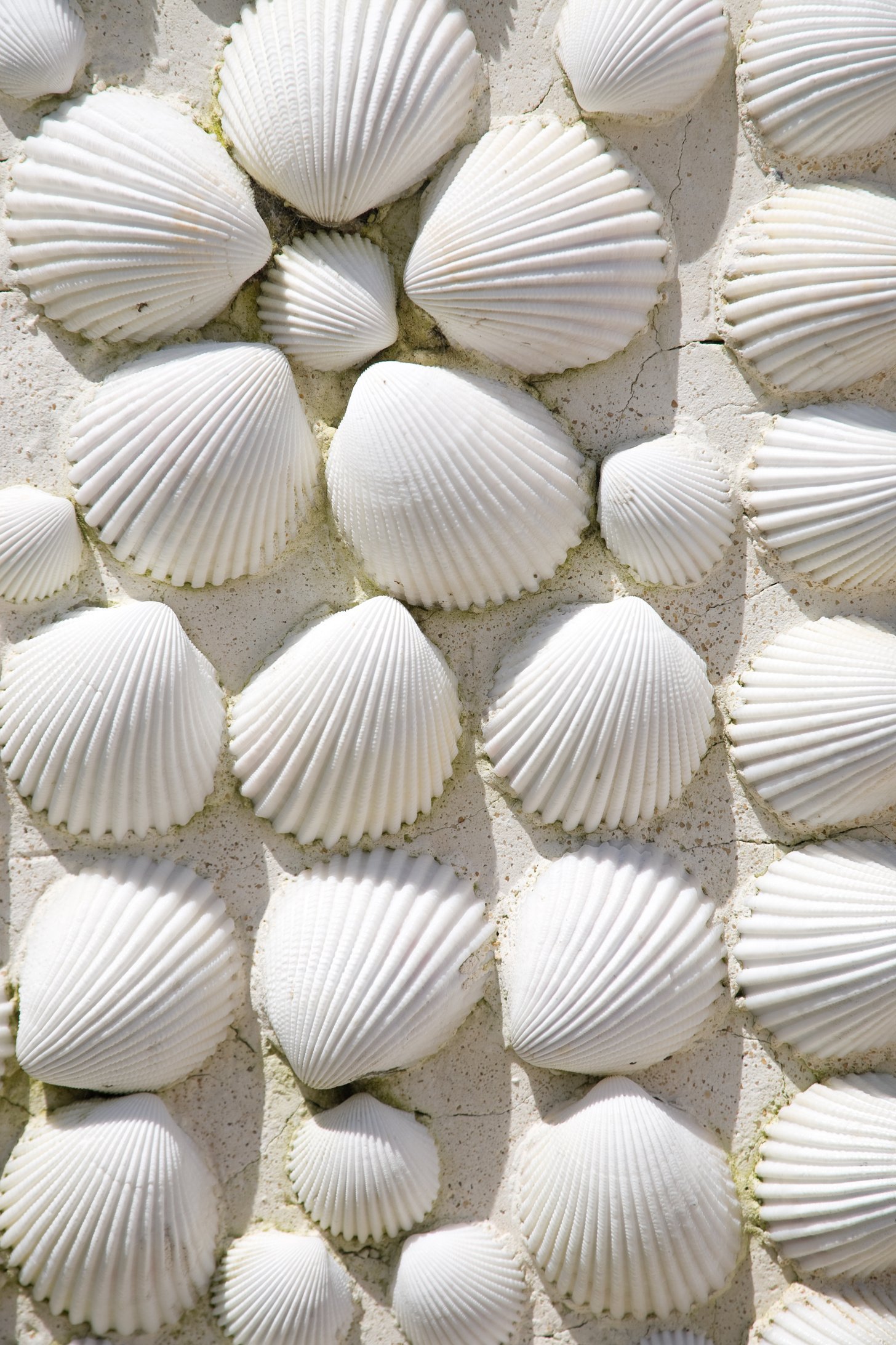 Seashells